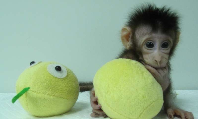 Κινέζοι ερευνητές κλωνοποίησαν μαϊμούδες [Εικόνες – Βίντεο]