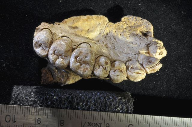 Γνάθος με δόντια αλλάζει την… ιστορία του Homo Sapiens