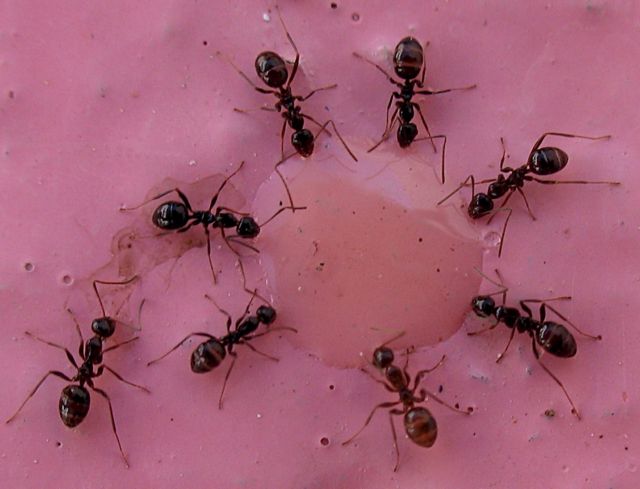 Μυρμήγκια – «νοσοκόμοι» περιποιούνται τραυματίες στο πεδίο της μάχης