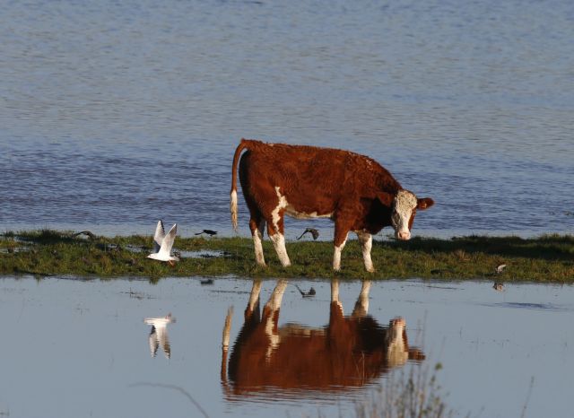 Όλη η Ολλανδία στηρίζει την «αντάρτισσα αγελάδα»
