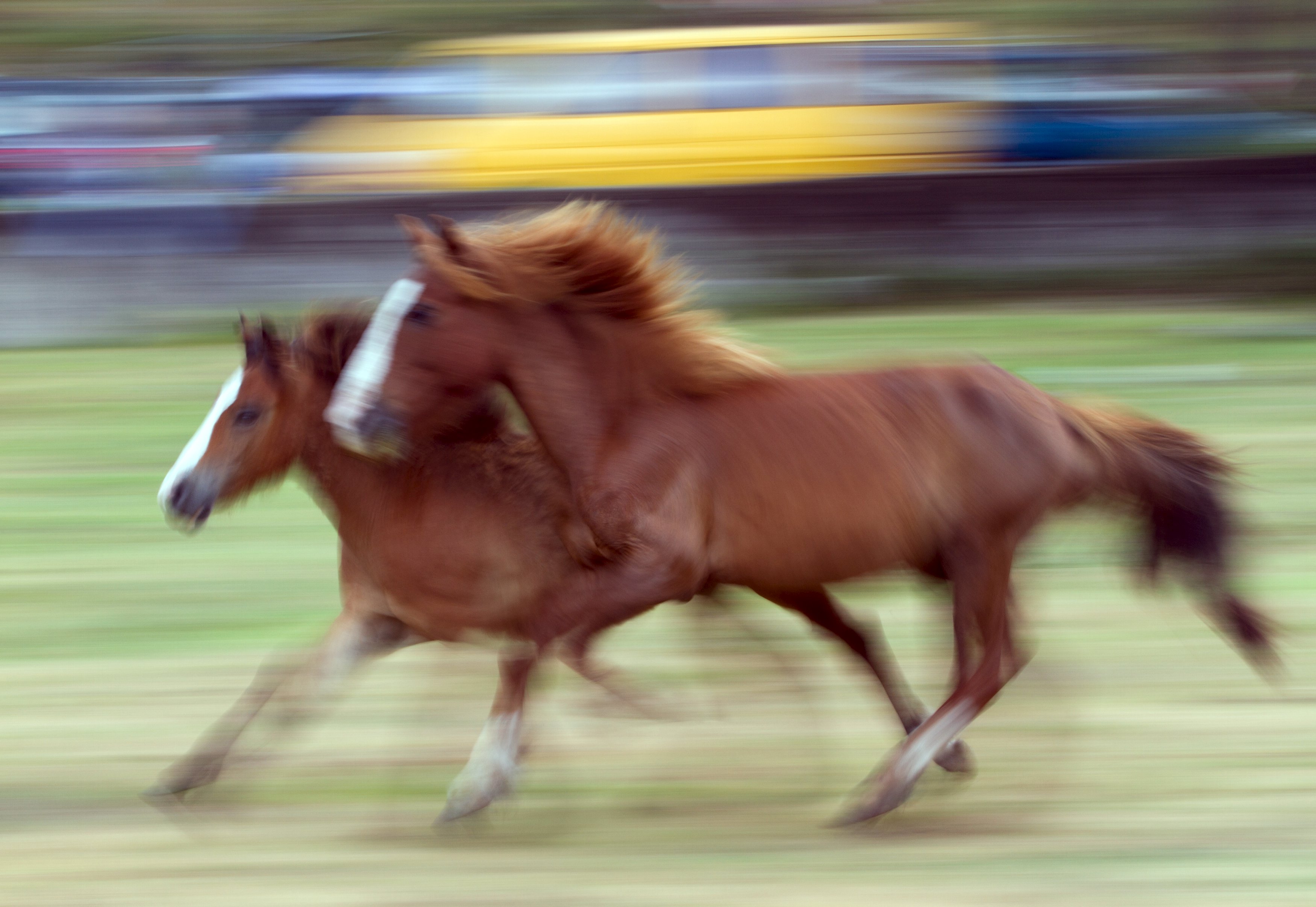 Νέο μυστήριο με την τοποθεσία της πρώτης εξημέρωσης των αλόγων
