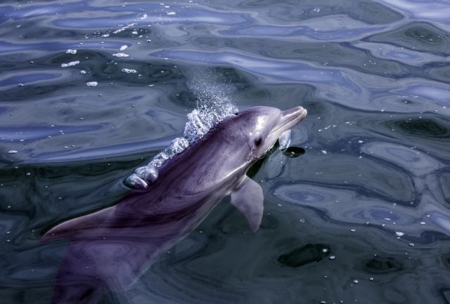 Εντοπίστηκε νεκρό δελφίνι στo Λιξούρι