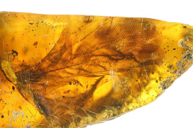 Ανακαλύφθηκε προϊστορικό πουλί 100 εκατ. ετών μέσα σε κεχριμπάρι