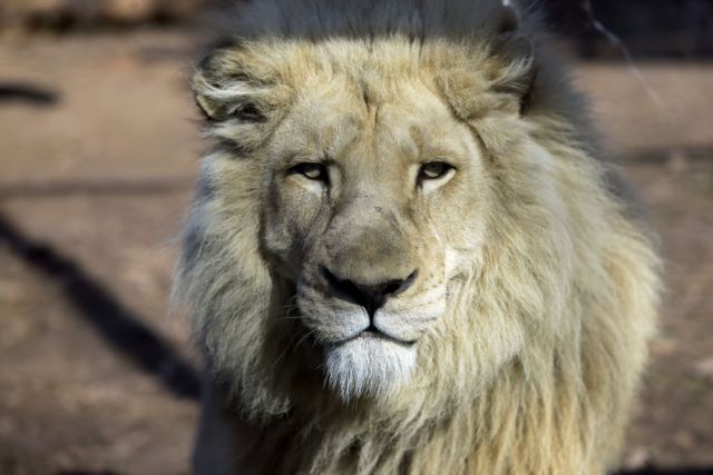 Λιοντάρια κατασπάραξαν κυνηγό στη Νότια Αφρική