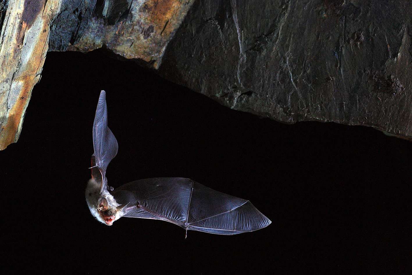 Οι νυχτερίδες ίσως κρύβουν το μυστικό της μακροζωίας