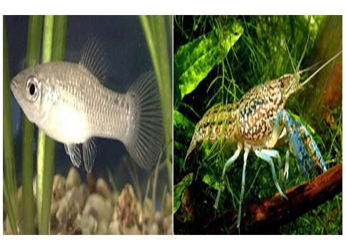 Μια καραβίδα και ένα ψάρι έχουν μόνο θηλυκό φύλο και ανθεκτικό DNA