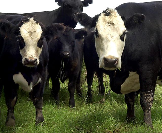 Τους ευρωπαίους εκτροφείς απειλεί το αργεντίνικο βοδινό