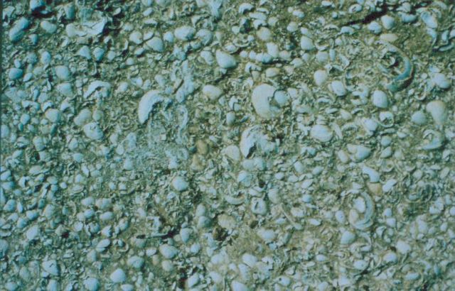 Ανακάλυψαν απολίθωμα αμύλου ηλικίας 280 εκατ. ετών