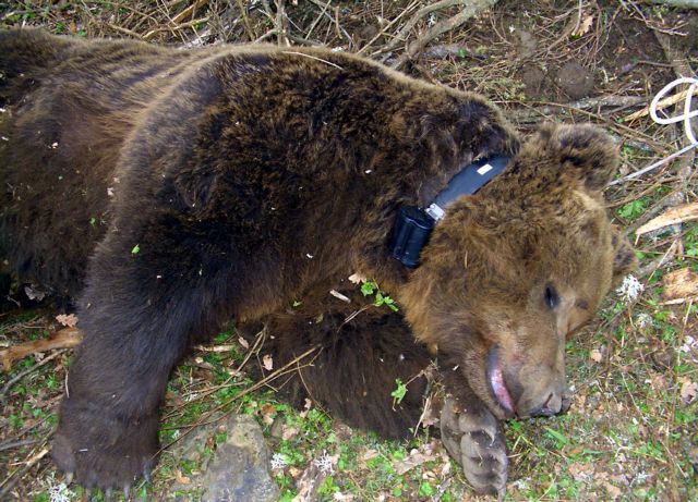 Κοζάνη: Βρέθηκε νεκρό αρκουδάκι, το παρέσυρε αυτοκίνητο