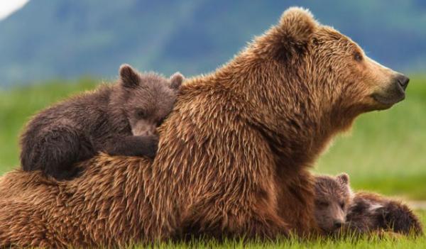 Οι αρκούδες εξυπνότερες από ποτέ εκμεταλλεύονται… νόμο και γλιτώνουν από κυνηγούς