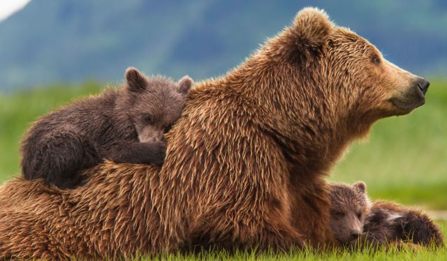 Οι αρκούδες εξυπνότερες από ποτέ εκμεταλλεύονται... νόμο και γλιτώνουν από κυνηγούς