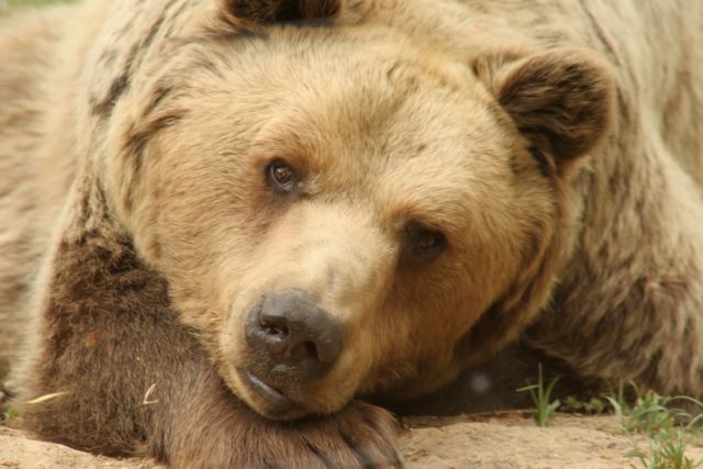 Θανάσιμος τραυματισμός αρκούδας σε τροχαίο στην Φλώρινα