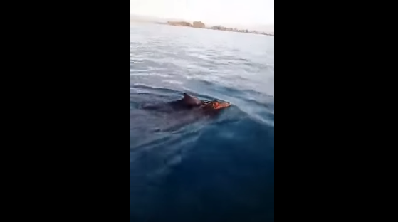 Αγριογούρουνα κολυμπούσαν στο Ιόνιο! [βίντεο]