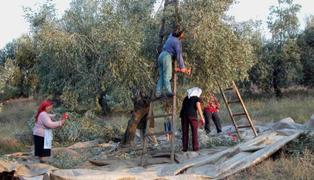 Έπεσε η τιμή λαδιού στην Κρήτη