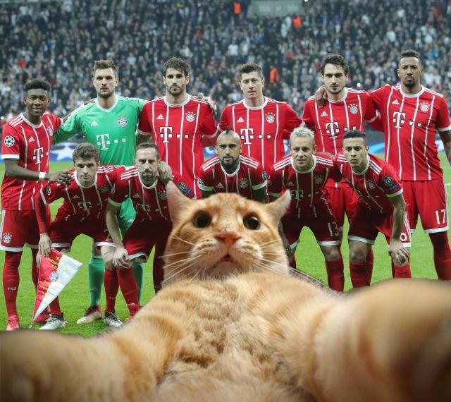 Ο πιο διάσημος γάτος στο Champions League (pics)