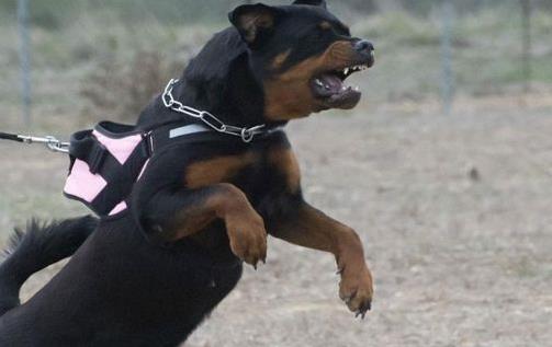 Αποζημίωση 160.000 για το θάνατο 5χρονου από δύο σκυλιά