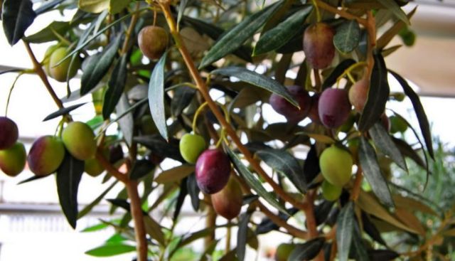 Κανονικά θα πληρωθούν οι επιδοτήσεις με ή χωρίς ΑΤΑΚ