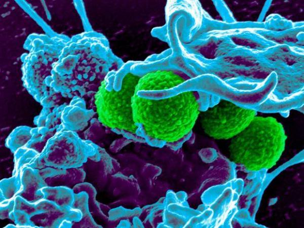 Συνθετικό αντιβιοτικό ικανό να καταπολεμήσει υπερανθεκτικά μικρόβια