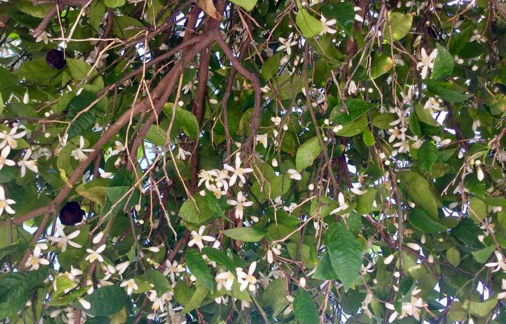 Η ασχήμια κάτω από τις ανθισμένες νεραντζιές