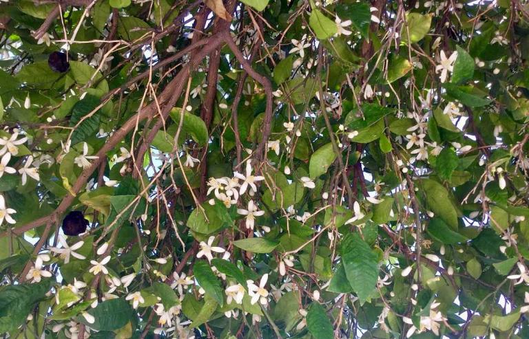 Η ασχήμια κάτω από τις ανθισμένες νεραντζιές