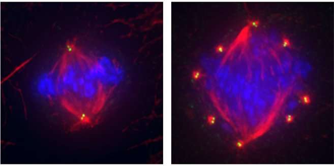 Ερευνητές ανακάλυψαν την αχίλλειο πτέρνα του καρκίνου