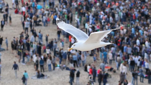 Οστάνδη: Μη επανδρωμένα αεροσκάφη και ψεύτικα αυγά στον «πόλεμο» με τους γλάρους