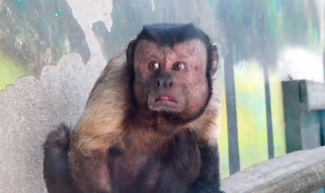 Μαϊμού με «ανθρώπινο πρόσωπο» έχει τρελάνει το Διαδίκτυο
