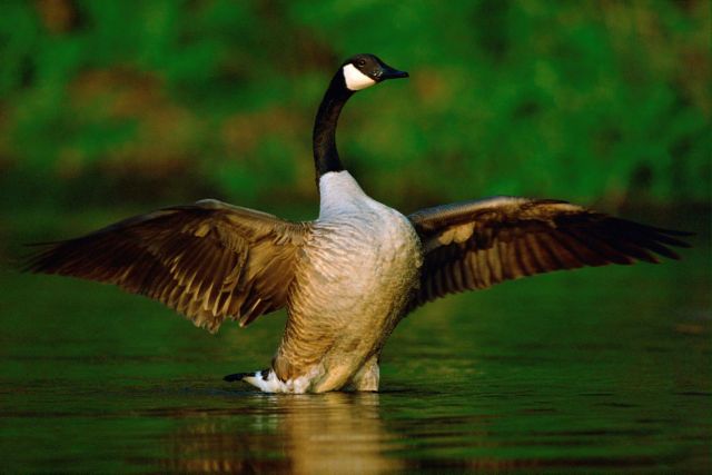 Έμαθε με άσχημο τρόπο ότι με τις… χήνες δεν τα βάζεις