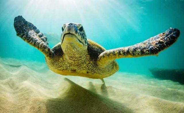 Οι θαλάσσιες χελώνες χτυπούν τα θηράμα τους με κινήσεις καράτε