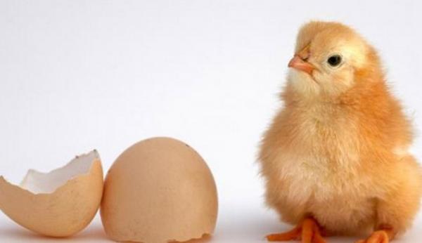 Τελικά η κότα έκανε το αυγό ή το αυγό την κότα; Έχουμε απάντηση!