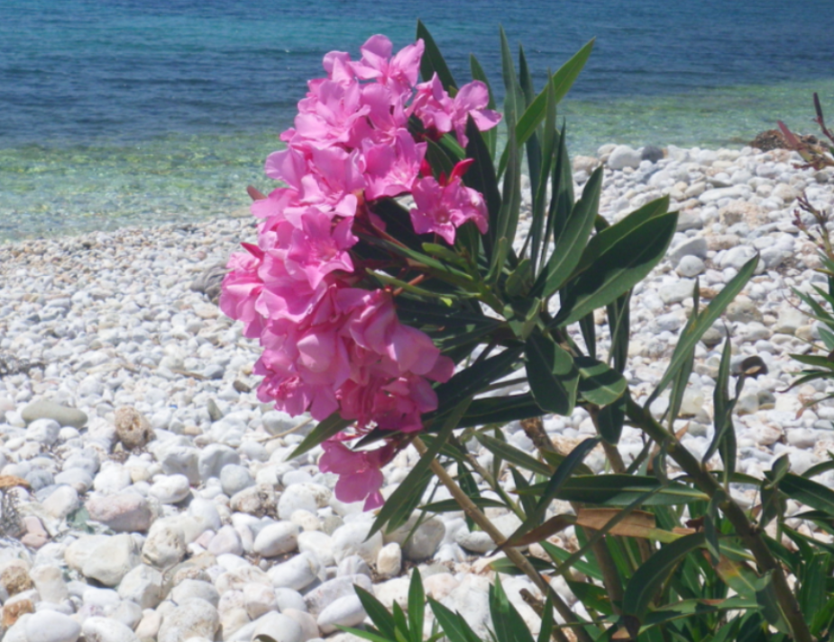 Στη θάλασσα της νότιας Σκύρου