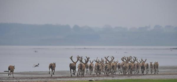 Σπάνια ελάφια του Δαυίδ ελεύθερα στη λίμνη Πονγιάνγκ