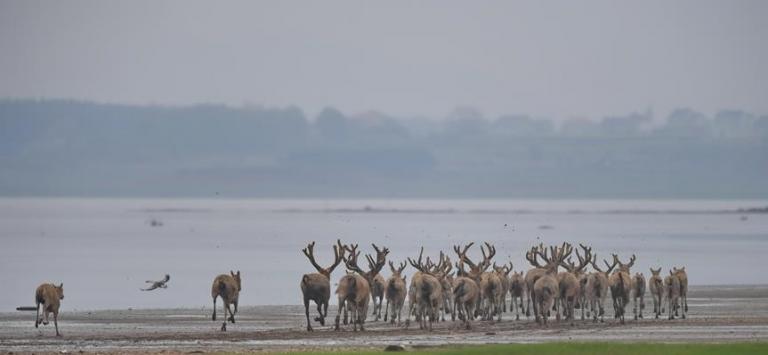Σπάνια ελάφια του Δαυίδ ελεύθερα στη λίμνη Πονγιάνγκ