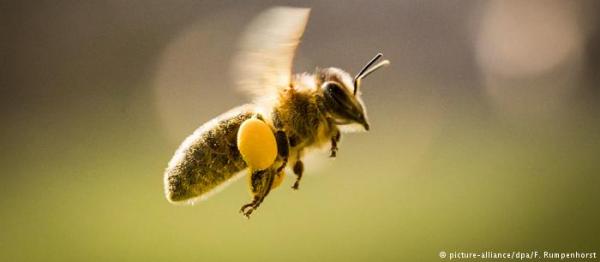 Καλά νέα για τις μέλισσες στην ΕΕ