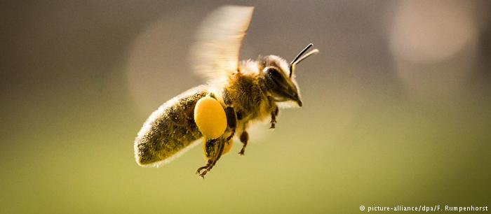 Καλά νέα για τις μέλισσες στην ΕΕ