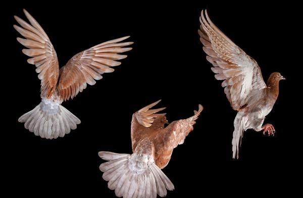 Πίσω από τα φτερά των περιστεριών της Νέας Υόρκης