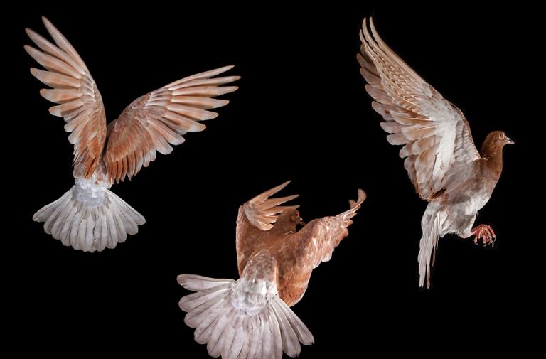 Πίσω από τα φτερά των περιστεριών της Νέας Υόρκης