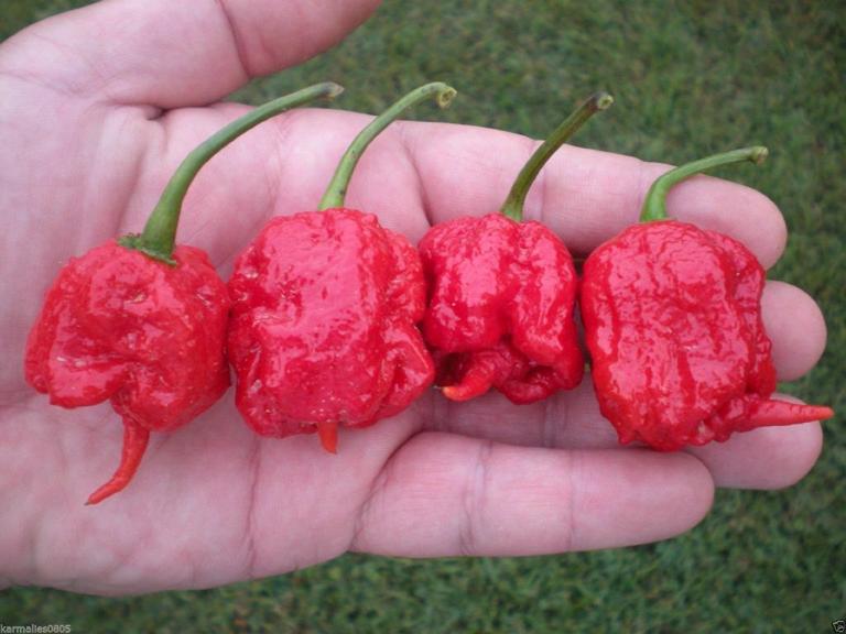 Οι καυτερές πιπεριές προκαλούν και αφόρητο πονοκέφαλο