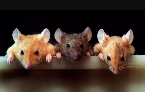 Γιγάντιοι αφρικανικοί αρουραίοι εκπαιδεύονται για τον εντοπισμό… ναρκών