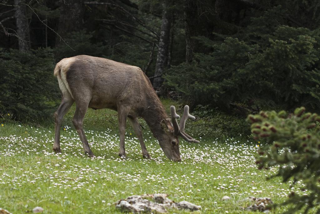 Στα πρόθυρα της εξαφάνισης το κόκκινο ελάφι στην Ελλάδα