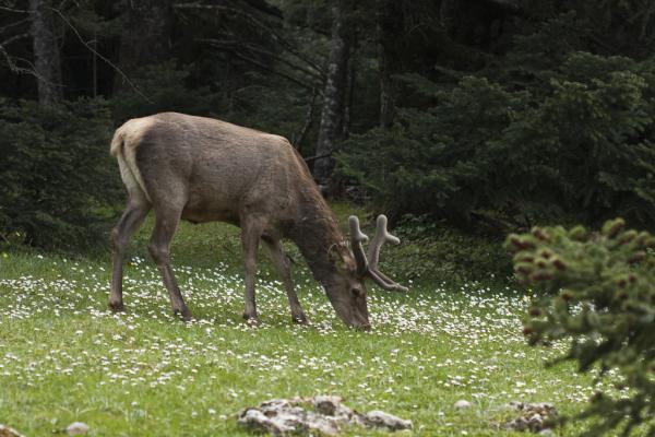 Στα πρόθυρα της εξαφάνισης το κόκκινο ελάφι στην Ελλάδα