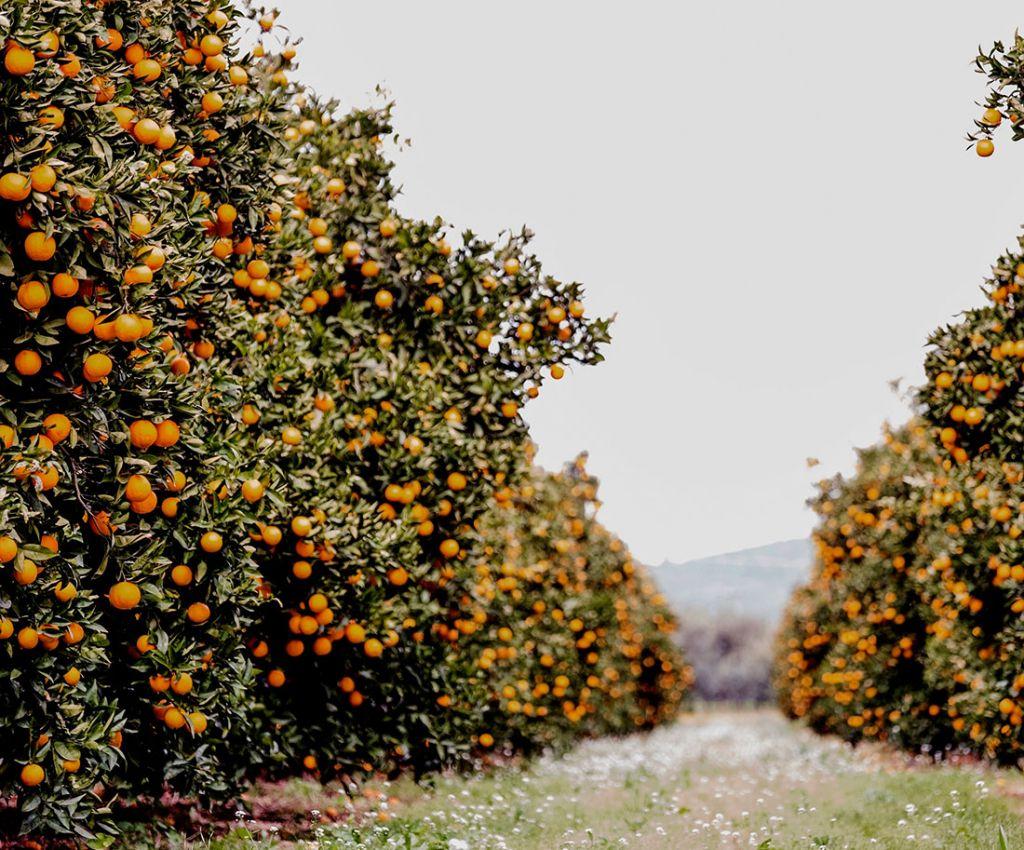 Ένας διαφορετικός δρόμος για την ελληνική διατροφή