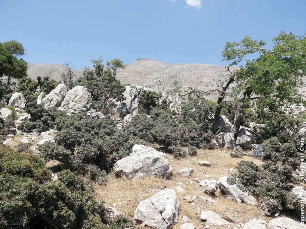 Σε κίνδυνο η αμπελιτσιά, το πανάρχαιο ενδημικό δέντρο της Κρήτης