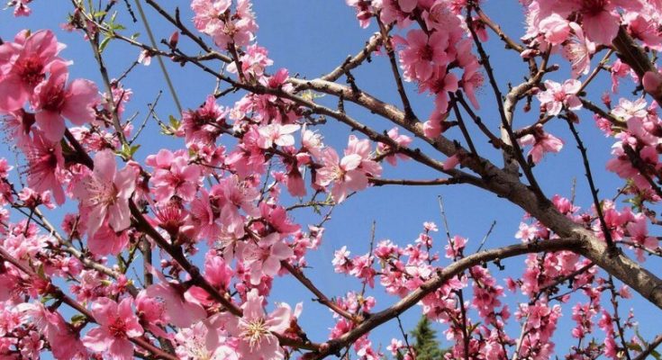 Με καλό καιρό το ψήσιμο του οβελία