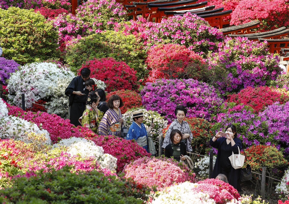Χιλιάδες ανθισμένες αζαλέες σε κήπο του Τόκυο