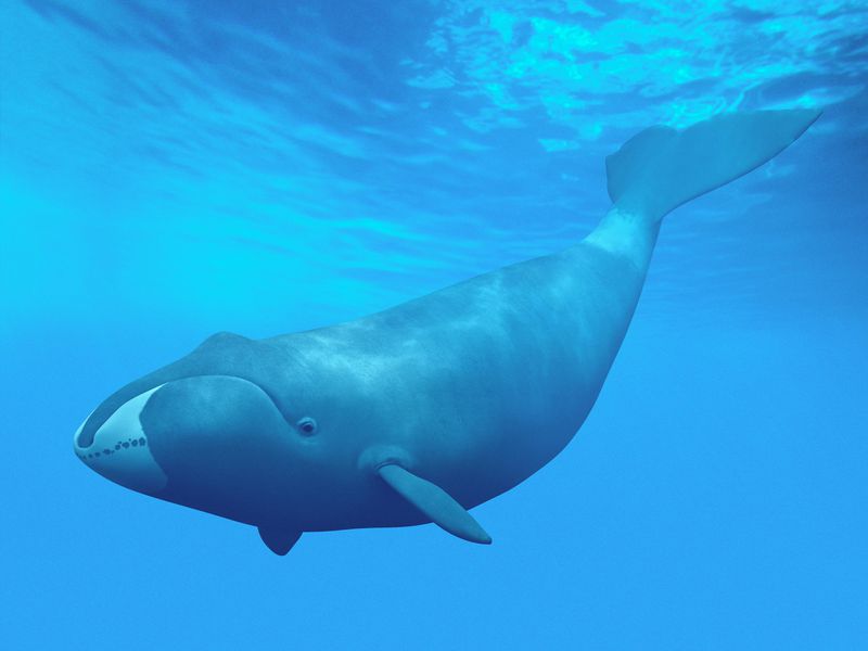 Οι τοξοκέφαλες φάλαινες τραγουδούν για να ζευγαρώσουν