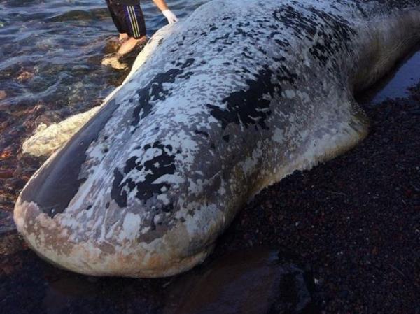 Σαντορίνη: Ξεβράστηκε νεκρή φάλαινα εννέα μέτρων [Βίντεο]