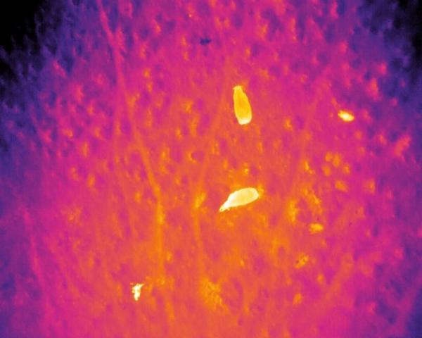 Drones με διαστημική τεχνολογία εναντίον λαθροκυνηγών