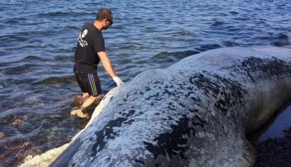 Ο θάνατος της φάλαινας και μια άλλη πρόταση για το Αιγαίο