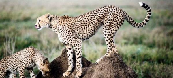 Πώς επιβιώνουν οι γατόπαρδοι στη σαβάνα